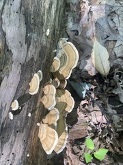 Stereum subtomentosum