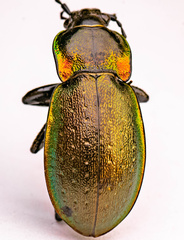 Carabus nemoralis