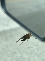 Insecta