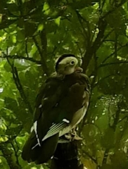 Aix galericulata