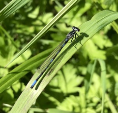 Coenagrion pulchellum