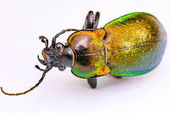 Carabus nemoralis