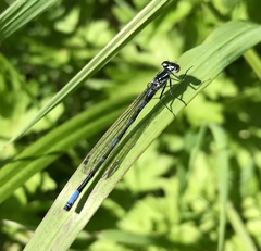 Coenagrion pulchellum