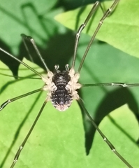 Mitopus morio