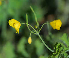 Chelidonium majus