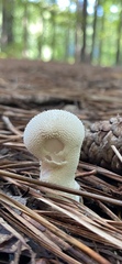 Lycoperdon pratense