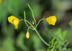 Chelidonium majus