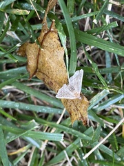 Chytolita morbidalis