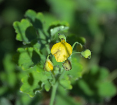 Chelidonium majus