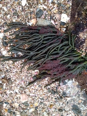 Codium
