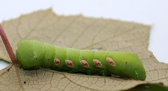 Eumorpha pandorus