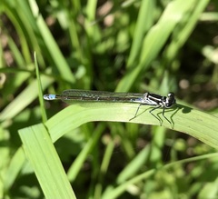 Coenagrion pulchellum