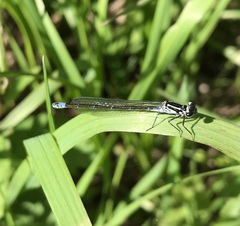 Coenagrion pulchellum