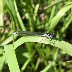 Coenagrion pulchellum