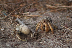 Coenobita compressus