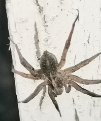Trochosa