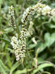 Persicaria