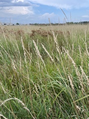 Phalaris arundinacea