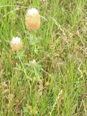 Trifolium vesiculosum