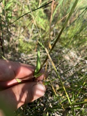 Gentianopsis virgata