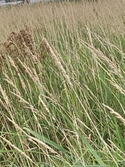 Phalaris arundinacea