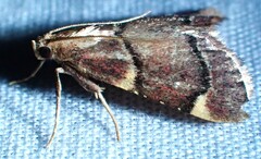 Hypsopygia thymetusalis