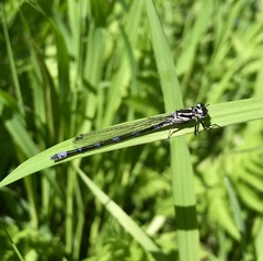 Coenagrion pulchellum