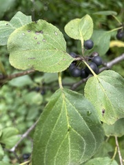 Rhamnus