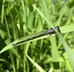Coenagrion pulchellum