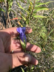 Gentianopsis virgata