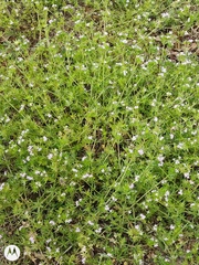 Sherardia arvensis