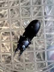 Scarites subterraneus