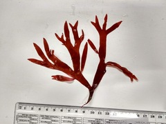 Sarcodiotheca furcata