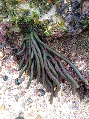 Codium