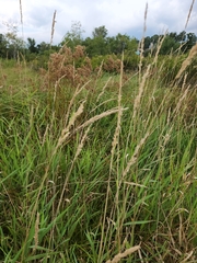 Phalaris arundinacea