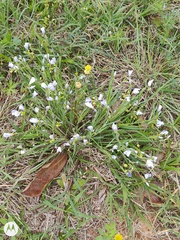 Sisyrinchium pruinosum