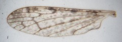 Rhipidia maculata