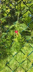 Ipomoea quamoclit