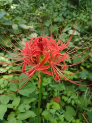 Lycoris radiata