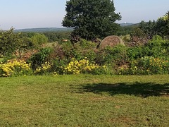 Oenothera rhombipetala