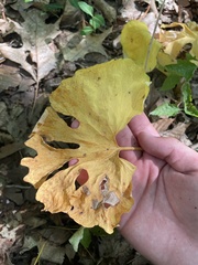Sanguinaria canadensis