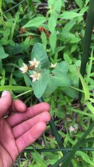 Hypericum virginicum