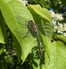 Cordulia aenea aenea