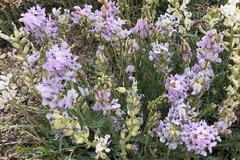 Oxytropis