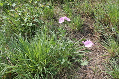 Malva moschata