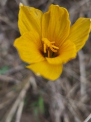 Zephyranthes tubispatha
