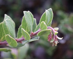 Arctostaphylos pacifica