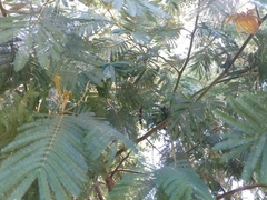 Acacia mearnsii