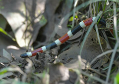 Micruroides euryxanthus