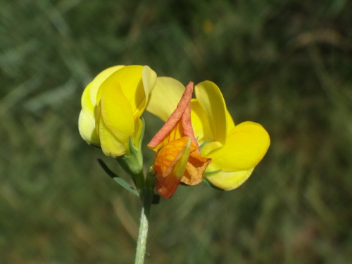 ľadenec úzkolístkový (Lotus tenuis)